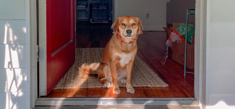 Senior Pet Weight Loss: Best Online Pet Training 2026